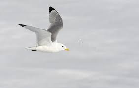 Attēlu rezultāti vaicājumam “Rissa tridactyla adult”