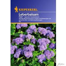 Image result for Leberbalsam