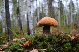 Attēlu rezultāti vaicājumam “Leccinum aurantiacum”