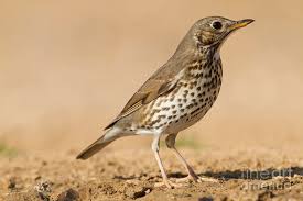 Attēlu rezultāti vaicājumam “Turdus philomelos juvenile”