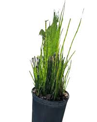 Attēlu rezultāti vaicājumam “Equisetum hyemale”