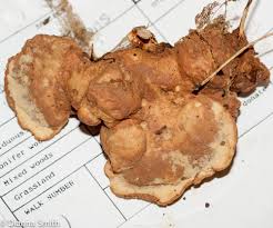 Attēlu rezultāti vaicājumam “Hapalopilus aurantiacus”