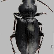 Attēlu rezultāti vaicājumam “Pterostichus aethiops”