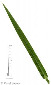 Attēlu rezultāti vaicājumam “Echinochloa crus-galli leaf”