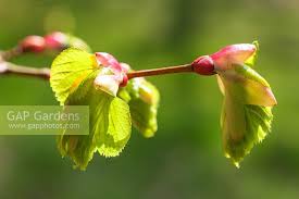 Attēlu rezultāti vaicājumam “Tilia cordata bud”