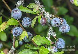 Attēlu rezultāti vaicājumam “Prunus spinosa fruit”