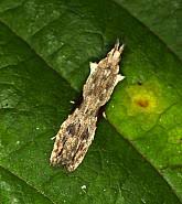 Attēlu rezultāti vaicājumam “Hypatima rhomboidella”