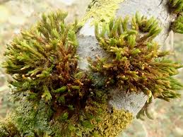 Attēlu rezultāti vaicājumam “Orthotrichum speciosum”