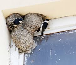 Attēlu rezultāti vaicājumam “Delichon urbicum nest”