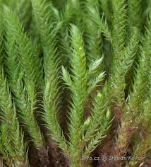 Attēlu rezultāti vaicājumam “Philonotis calcarea”