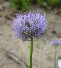 Attēlu rezultāti vaicājumam “Libanotis montana flower”