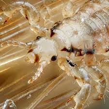 Attēlu rezultāti vaicājumam “Liceaceae”