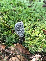 Attēlu rezultāti vaicājumam “Cordyceps ophioglossoides”