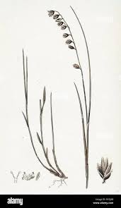 Attēlu rezultāti vaicājumam “Melica nutans”