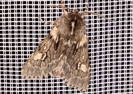 Attēlu rezultāti vaicājumam “Brachionycha nubeculosa”