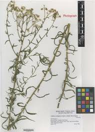 Attēlu rezultāti vaicājumam “Achillea salicifolia”