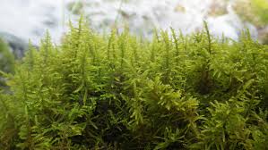 Attēlu rezultāti vaicājumam “Palustriella commutata sporophyte”