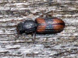 Attēlu rezultāti vaicājumam “Zopheridae”