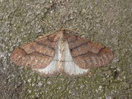 Attēlu rezultāti vaicājumam “Agriopis marginaria”