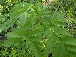 Attēlu rezultāti vaicājumam “Angelica sylvestris leaf”