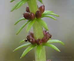 Attēlu rezultāti vaicājumam “Hippuridaceae”