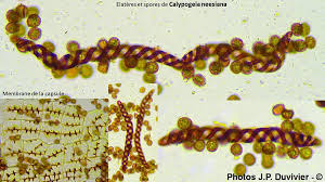 Attēlu rezultāti vaicājumam “Calypogeia neesiana”