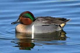 Attēlu rezultāti vaicājumam “Anas crecca”