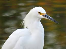 Image result for Egretta thula