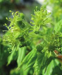 Attēlu rezultāti vaicājumam “Acer campestre flower”