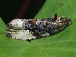 Attēlu rezultāti vaicājumam “Hedya nubiferana”