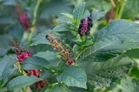 Attēlu rezultāti vaicājumam “Phytolacca acinosa flower”
