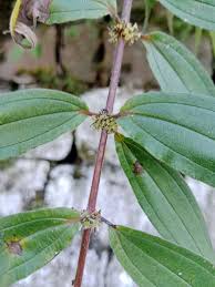 Attēlu rezultāti vaicājumam “Urticaceae”