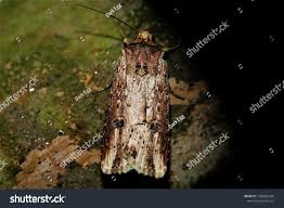 Attēlu rezultāti vaicājumam “Axylia putris”