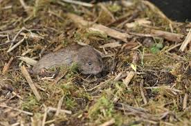 Attēlu rezultāti vaicājumam “Microtus agrestis”