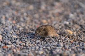 Attēlu rezultāti vaicājumam “Sicista betulina”