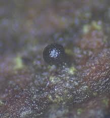 Attēlu rezultāti vaicājumam “Licea testudinacea macro”