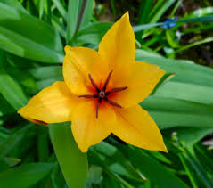 Attēlu rezultāti vaicājumam “Saxifraga cymbalaria fruit”