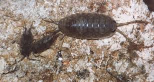 images?q=tbn:ANd9GcQKo6jIXWyaV8v6fLe0rWA36HY7NFgUsNx8s1hA_S3Nh7qob10&t=1&usg=__qXPAv49WZ3eQDVoAPxhC-rpZi44=