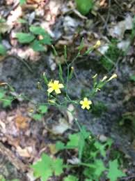 Attēlu rezultāti vaicājumam “Mycelis muralis bud”