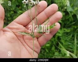 Attēlu rezultāti vaicājumam “Achillea salicifolia leaf”