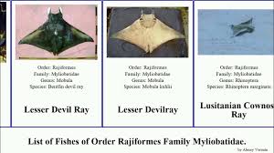 Image result for Myliobatis freminvillei