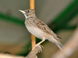 Attēlu rezultāti vaicājumam “Galerida cristata”