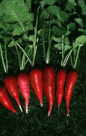 Attēlu rezultāti vaicājumam “Raphanus sativus”