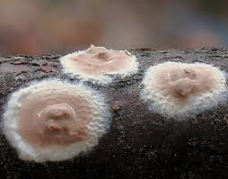 Attēlu rezultāti vaicājumam “Cylindrobasidium evolvens”