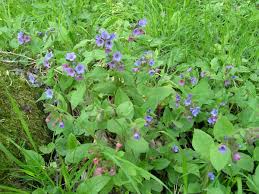 Attēlu rezultāti vaicājumam “Pulmonaria obscura leaf”