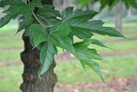 Attēlu rezultāti vaicājumam “Morus alba leaf”