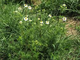 Image result for Matricaria recutita (chamomilla)