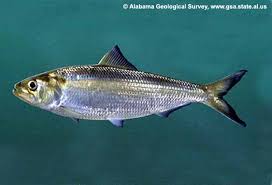 Image result for Alosa alosa