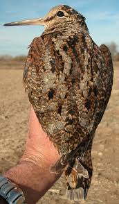Attēlu rezultāti vaicājumam “Scolopax rusticola juvenile”