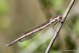 Attēlu rezultāti vaicājumam “Sympecma paedisca”